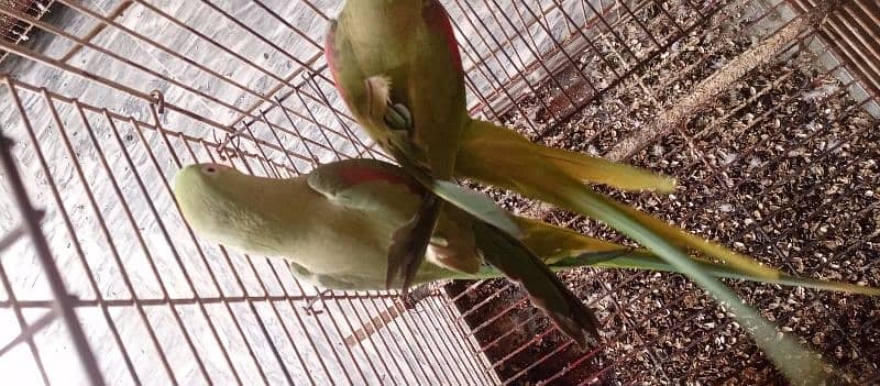 Talking Pair Raw Parrots |  Jambo Size | Semi Tamed 0