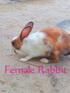 Male & Female Rabbit