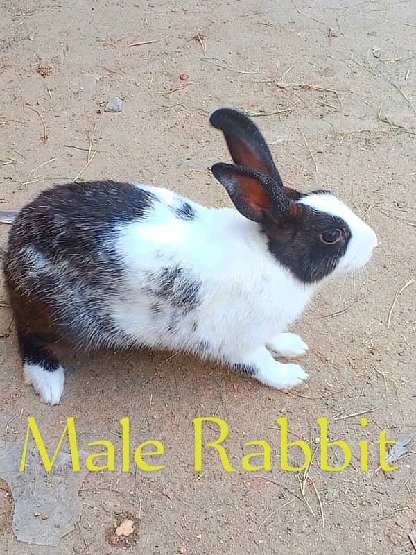 Male & Female Rabbit 2