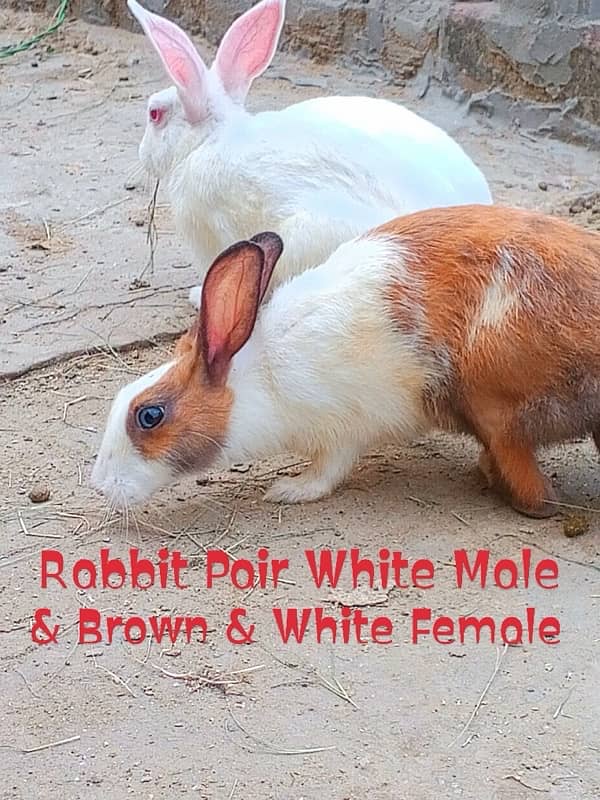 Male & Female Rabbit 4