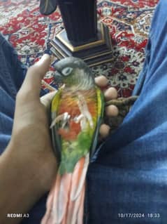 I am selling a green cheek conure