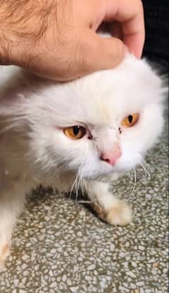 persian cat male 0