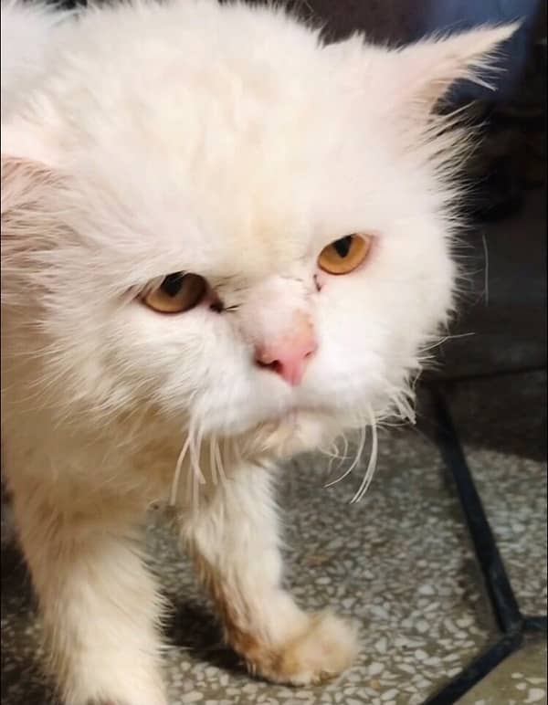 persian cat male 1