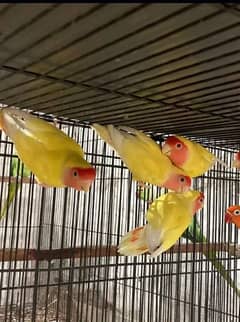 2 lovebird pair 4500