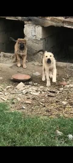 turkish kangal pups