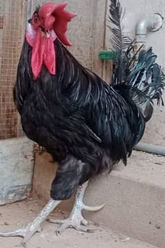 Australorp breeder male available