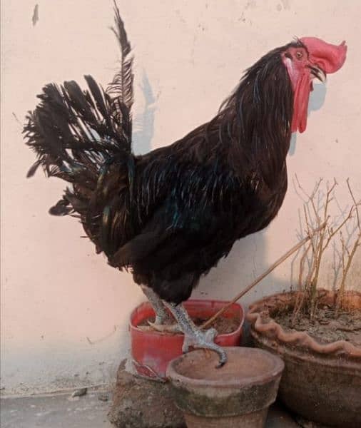 Australorp breeder male available 1