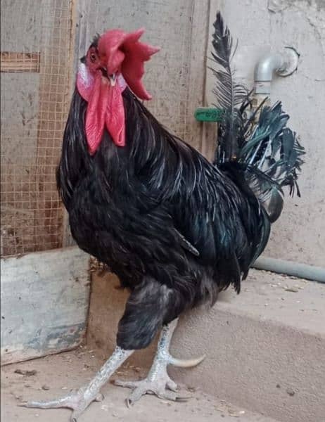 Australorp breeder male available 2