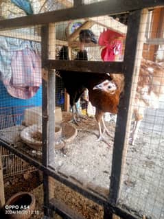 Hens( murgay, murgiyan ) for sale