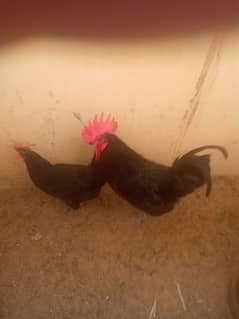 australorp 1 male ha 1 fimale hai