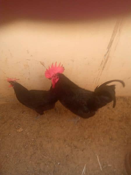 australorp 1 male ha 1 fimale hai 0