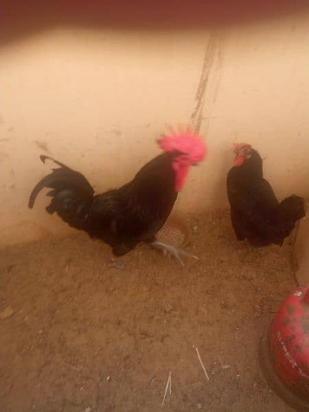 australorp 1 male ha 1 fimale hai 1