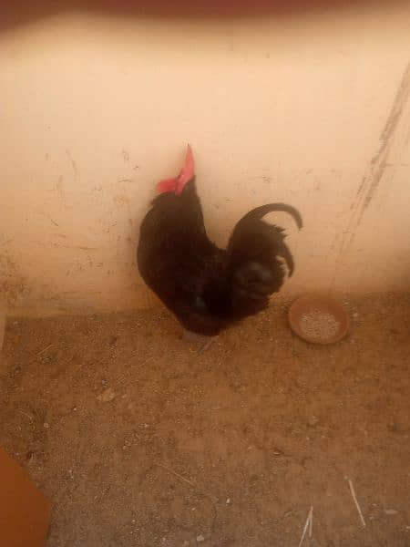 australorp 1 male ha 1 fimale hai 2