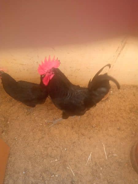 australorp 1 male ha 1 fimale hai 3