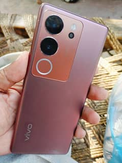 vivo