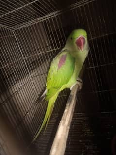 Kashmir Female Raw parrot jampo Size 0