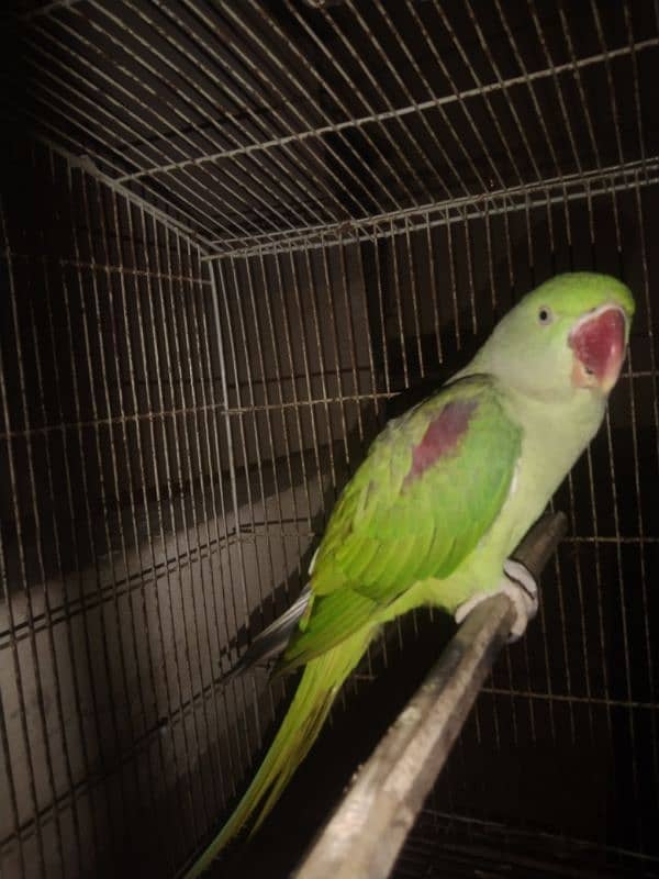 Kashmir Female Raw parrot jampo Size 1