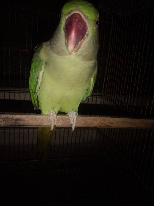 Kashmir Female Raw parrot jampo Size 2