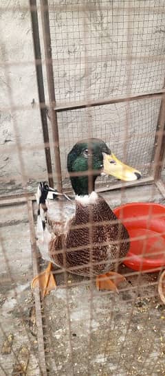 male duck urgent sale