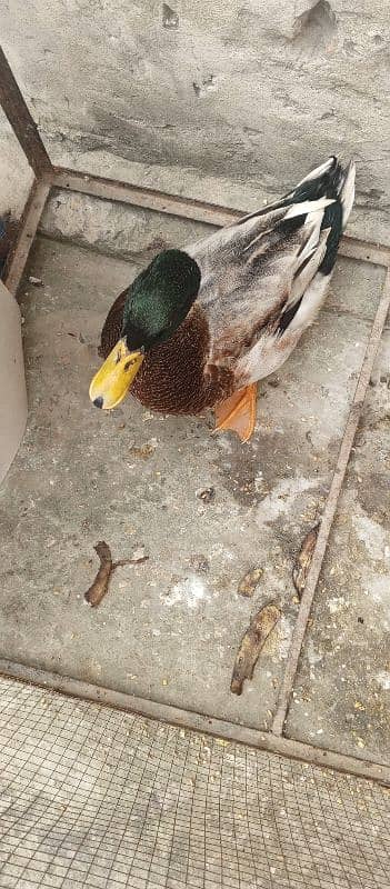 male duck urgent sale 1