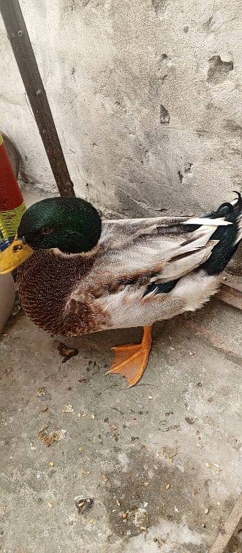 male duck urgent sale 2