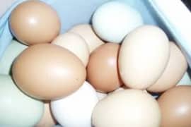 King Shamoo Eggs /Eggs / Thai Eggs /Heera /Shamoo /Aseel Eggs