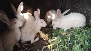 1 pair breeder  or 5 adult rabbit 1 baby  for sale