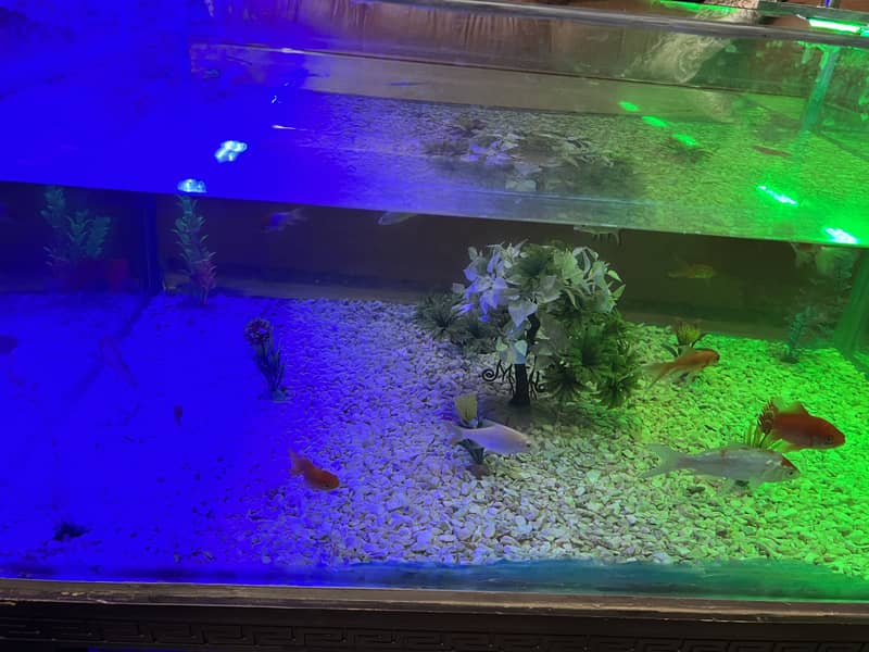 Fishing aquarium table +coffee table 2