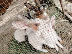 6 rabbits male and female for sale