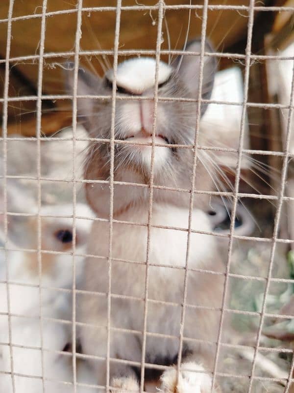 6 rabbits male and female for sale 1