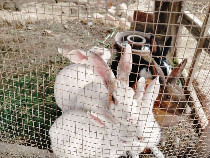 6 rabbits male and female for sale 2