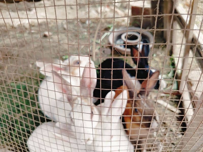 6 rabbits male and female for sale 3