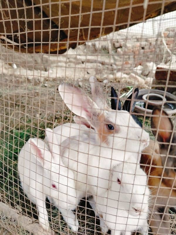 6 rabbits male and female for sale 4