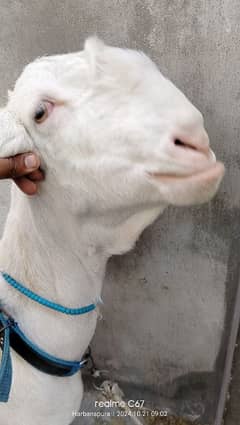 pure rajanpuri gullabi bakri 3 mah gaban confirm 03074063680