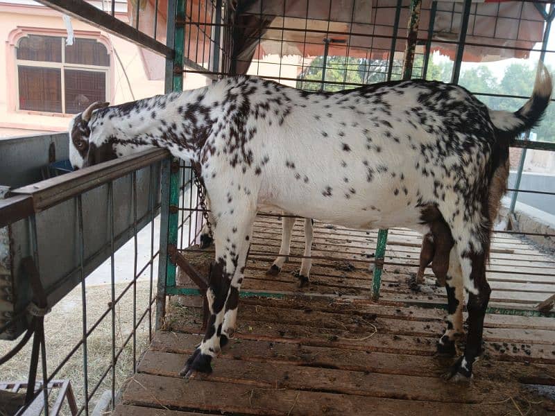 Makhi cheeni Bakri Hai Aur Bakra B Makhi Cheena Hai 3