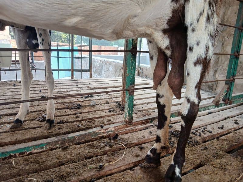 Makhi cheeni Bakri Hai Aur Bakra B Makhi Cheena Hai 5