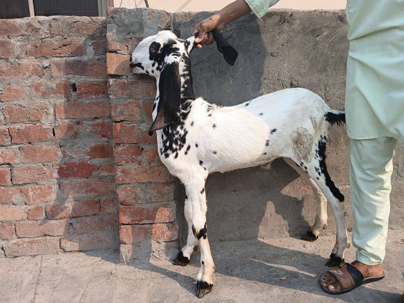 Makhi cheeni Bakri Hai Aur Bakra B Makhi Cheena Hai 7