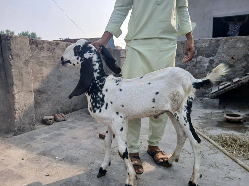 Makhi cheeni Bakri Hai Aur Bakra B Makhi Cheena Hai 8