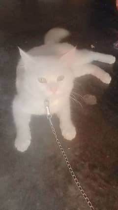 Persian cat for sale Good looking