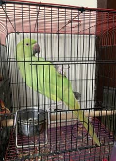 Green Parrot 0