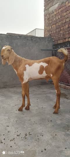 desi breeder  double hadi may Bakra urgent sale need money 03097050027