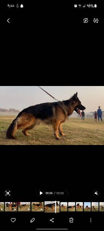 german shepard male available for stud confirm breeder male 2