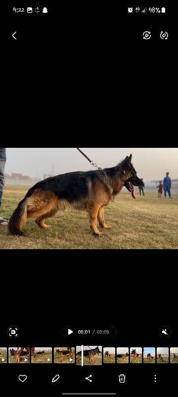 german shepard male available for stud confirm breeder male 3