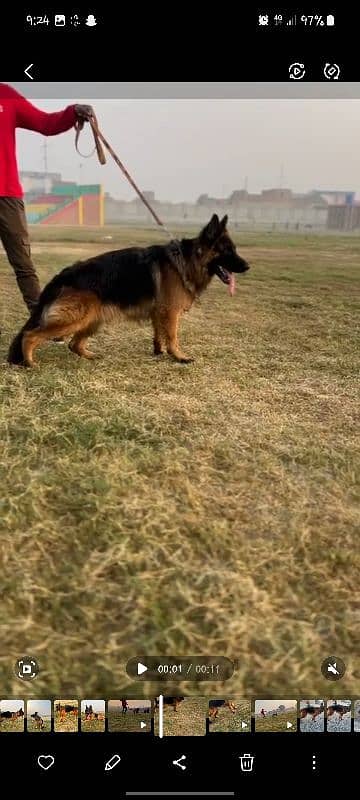 german shepard male available for stud confirm breeder male 4