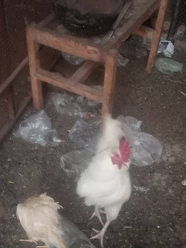 Leghorn 0