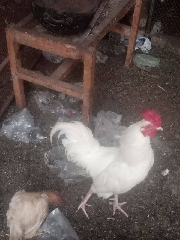 Leghorn 1