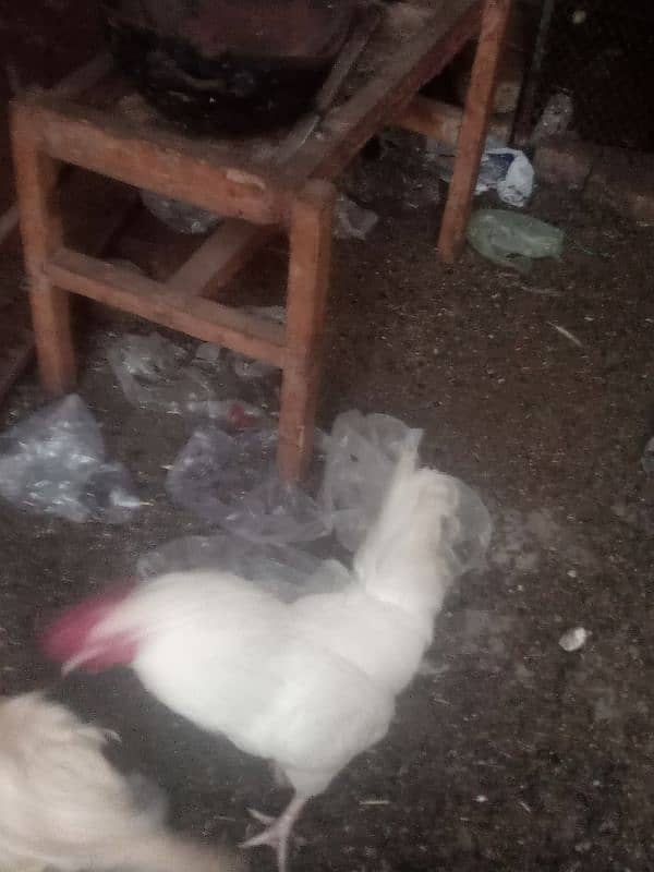 Leghorn 2