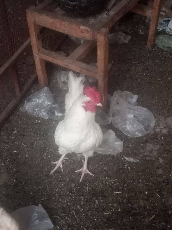 Leghorn 3