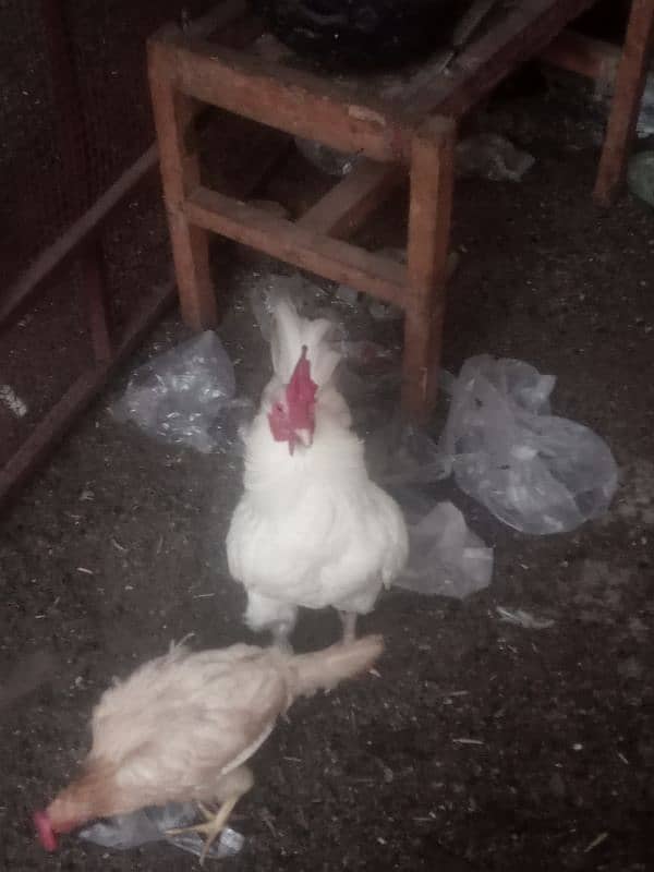 Leghorn 4