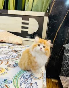 Persian triple coated kittens for sale